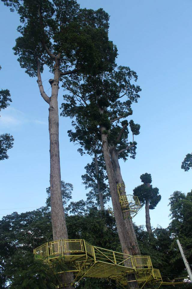 Hanging up to get close to nature: A Tree Top Adventure Subic&nbsp;Experience